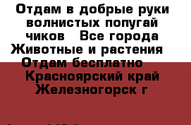 Отдам в добрые руки волнистых попугай.чиков - Все города Животные и растения » Отдам бесплатно   . Красноярский край,Железногорск г.